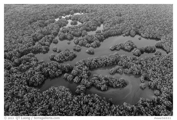 Aerial view of mangrove forest mixed with ponds. Everglades National Park (black and white)