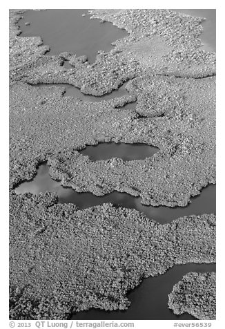 Aerial view of coastal mangrove forests. Everglades National Park (black and white)