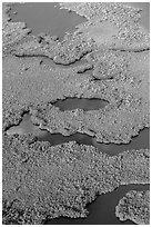 Aerial view of coastal mangrove forests. Everglades National Park, Florida, USA. (black and white)