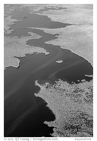 Aerial view of dense mangrove coastline and inlets. Everglades National Park, Florida, USA.