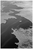 Aerial view of dense mangrove coastline and inlets. Everglades National Park, Florida, USA. (black and white)