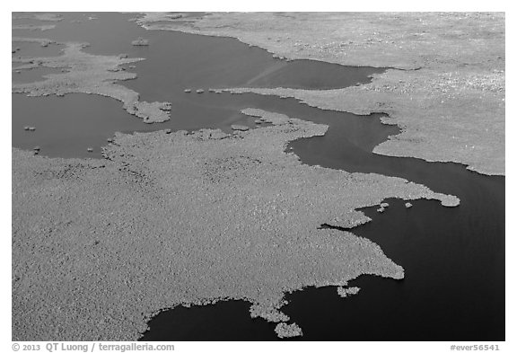 Aerial view of tropical mangrove coast. Everglades National Park (black and white)