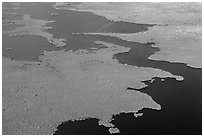 Aerial view of tropical mangrove coast. Everglades National Park ( black and white)