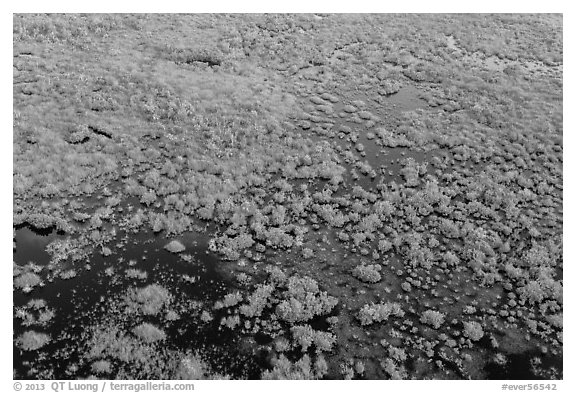 Aerial view of saltwater marsh. Everglades National Park (black and white)