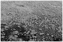 Aerial view of saltwater marsh. Everglades National Park, Florida, USA. (black and white)