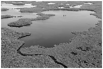 Aerial view of mangrove-fringed lake. Everglades National Park, Florida, USA. (black and white)