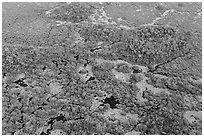 Aerial view of marsh with red color from mangroves. Everglades National Park, Florida, USA. (black and white)