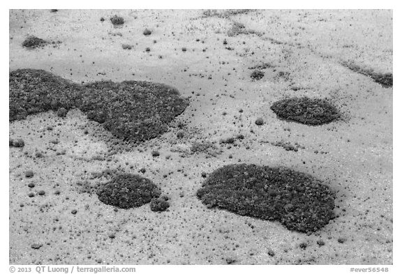 Aerial view of mangroves and cypress. Everglades National Park (black and white)