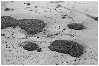 Aerial view of mangroves and cypress. Everglades National Park ( black and white)