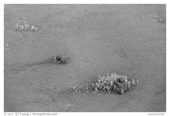 Aerial view of cypress domes. Everglades National Park, Florida, USA.