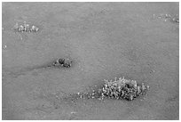 Aerial view of cypress domes. Everglades National Park ( black and white)