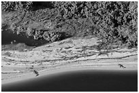 Aerial view of two alligators sunning on beach. Everglades National Park, Florida, USA. (black and white)