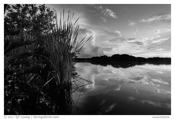 Paurotis pond and reflections. Everglades National Park (black and white)