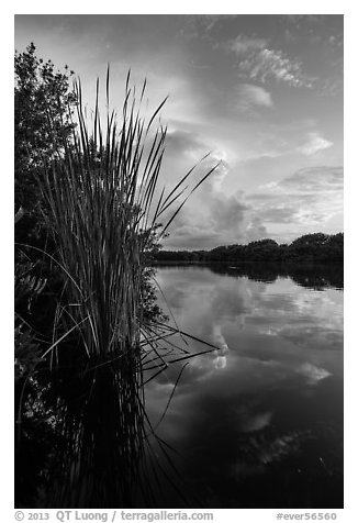 Aquatic plants on shores of Paurotis Pond. Everglades National Park (black and white)