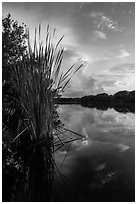 Aquatic plants on shores of Paurotis Pond. Everglades National Park ( black and white)