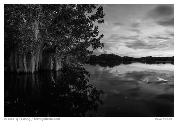 Trees with Spanish Moss in Paurotis Pond at sunset. Everglades National Park (black and white)