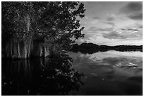 Trees with Spanish Moss in Paurotis Pond at sunset. Everglades National Park, Florida, USA. (black and white)