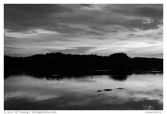 Alligator swimming at sunset, Paurotis Pond. Everglades National Park, Florida, USA.