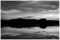 Alligator swimming at sunset, Paurotis Pond. Everglades National Park ( black and white)