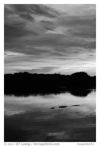 Alligator swimming in Paurotis Pond, sunset. Everglades National Park (black and white)