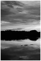Alligator swimming in Paurotis Pond, sunset. Everglades National Park, Florida, USA. (black and white)