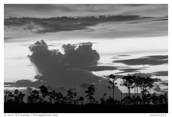 Pines and clouds at sunset. Everglades National Park, Florida, USA.