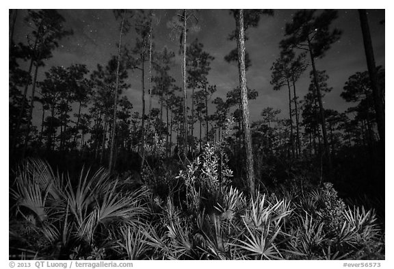 Palmeto and pines at night. Everglades National Park (black and white)