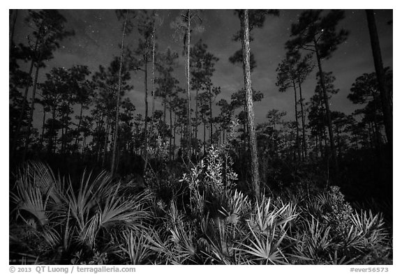 Palmeto and pines at night. Everglades National Park, Florida, USA.