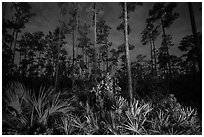 Palmeto and pines at night. Everglades National Park, Florida, USA. (black and white)