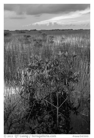 Freshwater marsh with Red Mangrove. Everglades National Park (black and white)