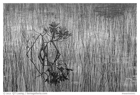 Needle rush and dwarfed mangrove. Everglades National Park, Florida, USA.