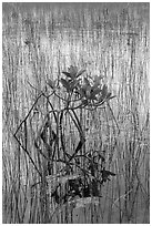 Dwarf red mangrove with needle rush. Everglades National Park, Florida, USA. (black and white)