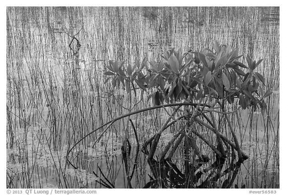 Dwarfed red mangrove in summer. Everglades National Park (black and white)