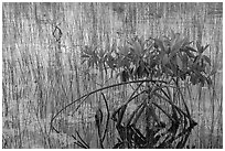 Dwarfed red mangrove in summer. Everglades National Park ( black and white)