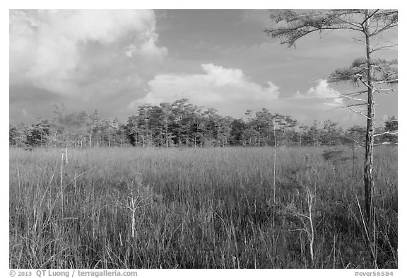 Sawgrass and cypress dome in summer. Everglades National Park (black and white)