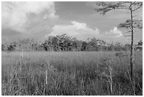 Sawgrass and cypress dome in summer. Everglades National Park, Florida, USA. (black and white)