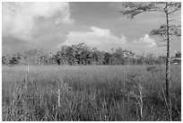 Sawgrass and cypress dome in summer. Everglades National Park ( black and white)