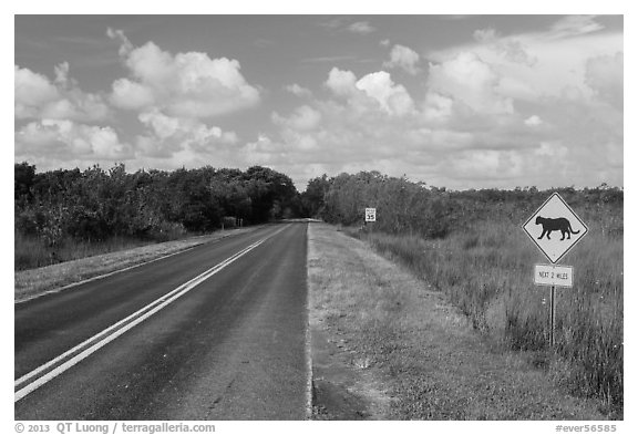 Road with Florida Panther sign. Everglades National Park (black and white)