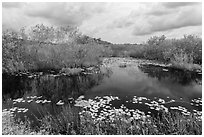 Freshwater slough in summer. Everglades National Park, Florida, USA. (black and white)