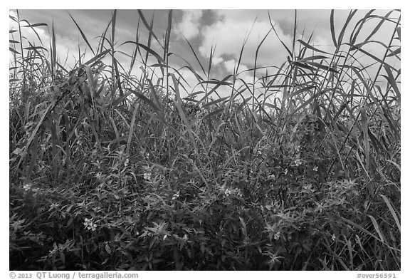 Flowers and tall grasses in summer. Everglades National Park, Florida, USA.