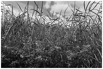 Flowers and tall grasses in summer. Everglades National Park, Florida, USA. (black and white)