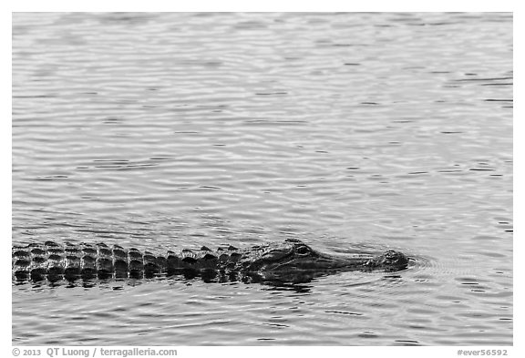 Alligator swimming. Everglades National Park (black and white)