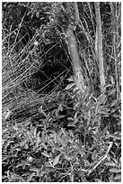 Pond Apple (Annoma Glabra) tree and fruits. Everglades National Park, Florida, USA. (black and white)