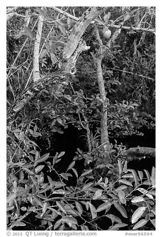 Alligator Apple (Annoma Glabra) tree and fruits. Everglades National Park (black and white)