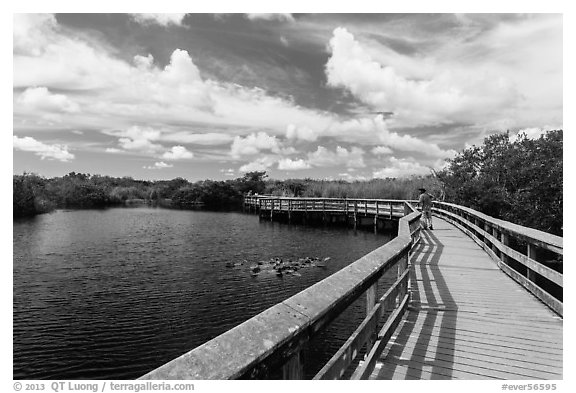 Visitor looking, Anhinga Trail boardwalk. Everglades National Park (black and white)