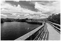 Visitor looking, Anhinga Trail boardwalk. Everglades National Park ( black and white)