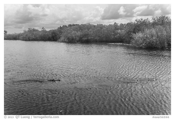 Two alligators swimming. Everglades National Park (black and white)
