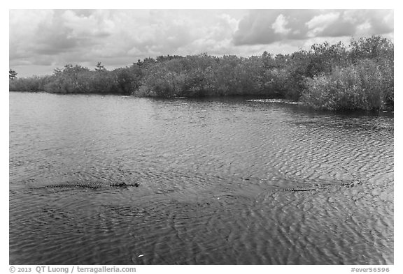 Two alligators swimming. Everglades National Park, Florida, USA.