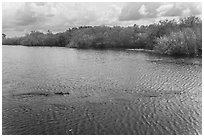 Two alligators swimming. Everglades National Park, Florida, USA. (black and white)