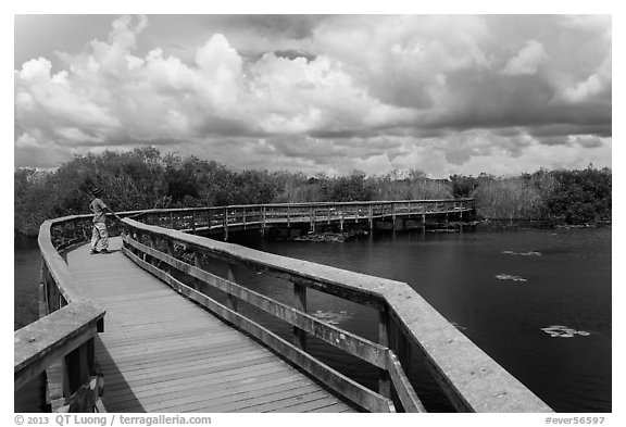 Park visitor looking, Anhinga Trail. Everglades National Park (black and white)